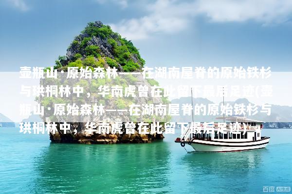 壶瓶山·原始森林——在湖南屋脊的原始铁杉与珙桐林中，华南虎曾在此留下最后足迹(壶瓶山·原始森林——在湖南屋脊的原始铁杉与珙桐林中，华南虎曾在此留下最后足迹)