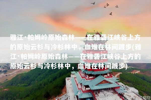 雅江·帕姆岭原始森林——在雅砻江峡谷上方的原始云杉与冷杉林中，血雉在林间踱步(雅江·帕姆岭原始森林——在雅砻江峡谷上方的原始云杉与冷杉林中，血雉在林间踱步)