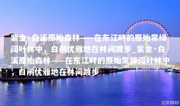 紫金·白溪原始森林——在东江畔的原始常绿阔叶林中，白鹇优雅地在林间踱步_紫金·白溪原始森林——在东江畔的原始常绿阔叶林中，白鹇优雅地在林间踱步